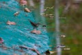 Wildlife: Northern Waterthrush feed on insects in artificial water reserve in the Jungle Royalty Free Stock Photo